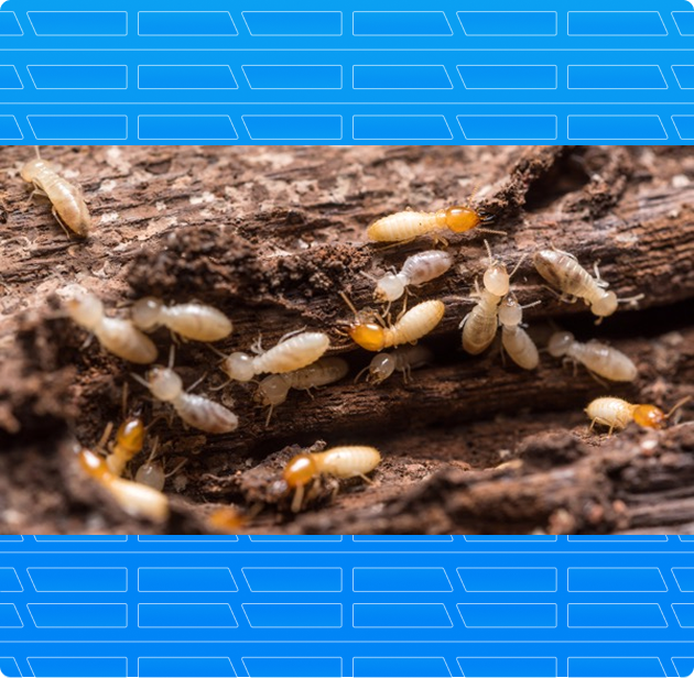 Termite Removal